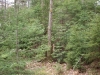 Forest north Deer Pond